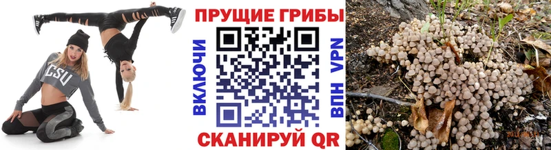 Галлюциногенные грибы Psilocybe  Калач 